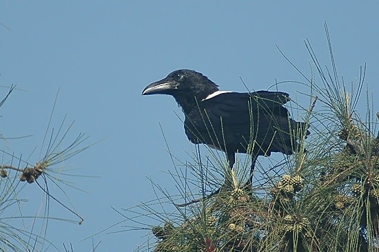 Pied Crow.JPG